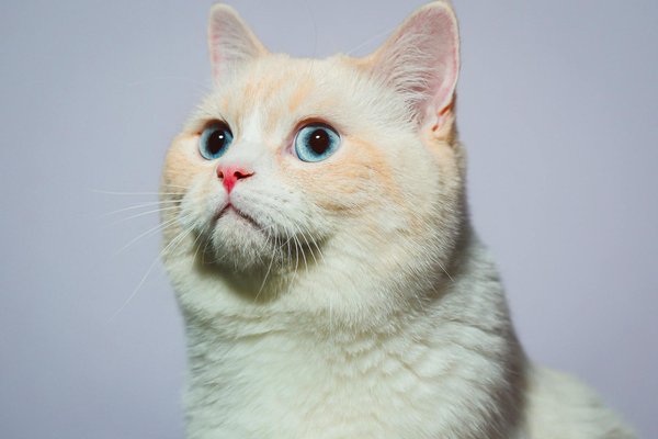 Expert Tips for Seamlessly Introducing a New Kitten to Your Senior Cat in a British Home